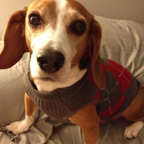 Meet your Posher, Kristy & Fur Baby Roscoe! - Picture 2 of 3